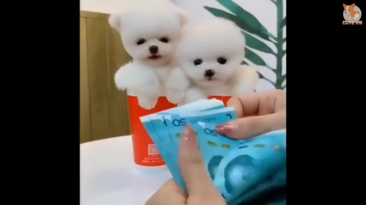 Cut Baby Dog OMG Educat Yourself puppies and subscribe support me