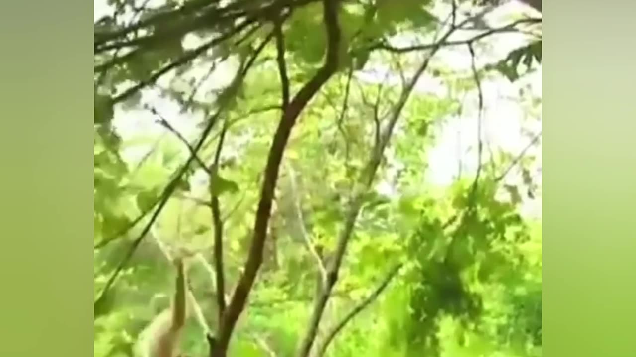 Naughty monkey and Tiger play in the forest.