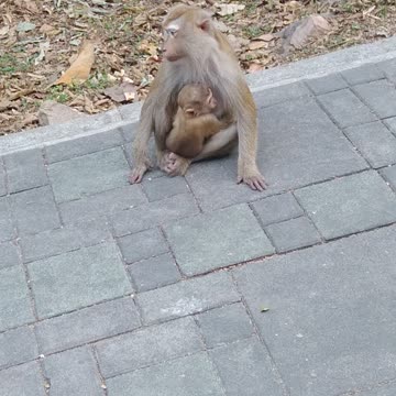 Baby monkey with mother in Thailand