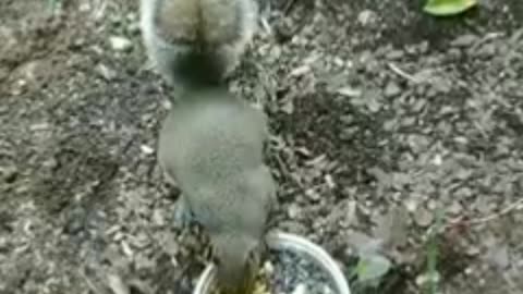 Cute and adorable squirrel 🐿️🥰, Waiting for Me❤️.