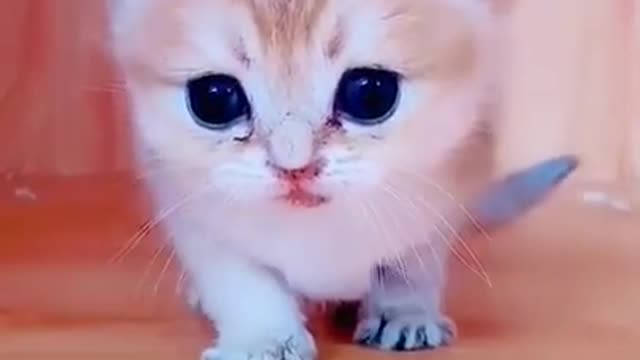 Cute Kitten 😺