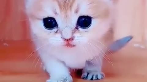 Cute Kitten 😺