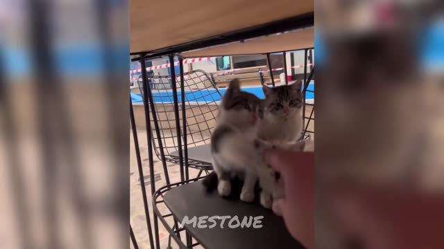 viral Funny Cats Compilation 10 - Cats Funny Moments Cats Do Weird Things 🐱🐕