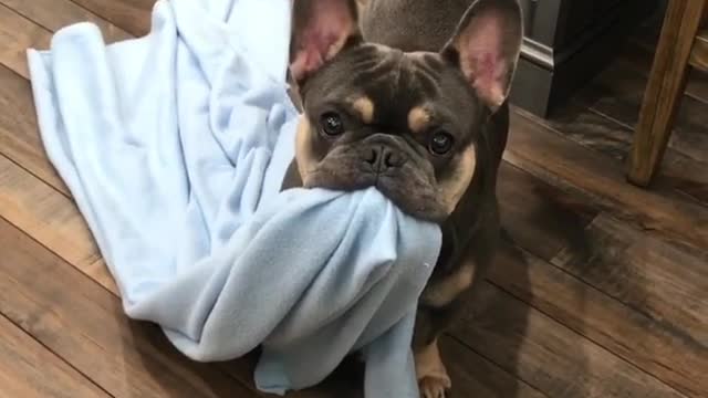 French Bulldog grabs blanket in anticipation for bedtime