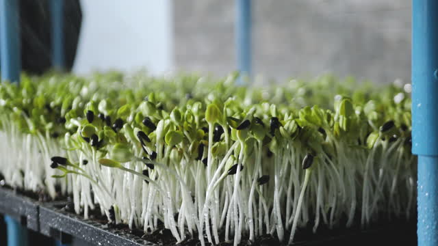 Watering Sunflower Sprouts In The Morning