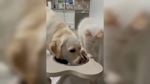 try not to laugh at these amazing pet videos