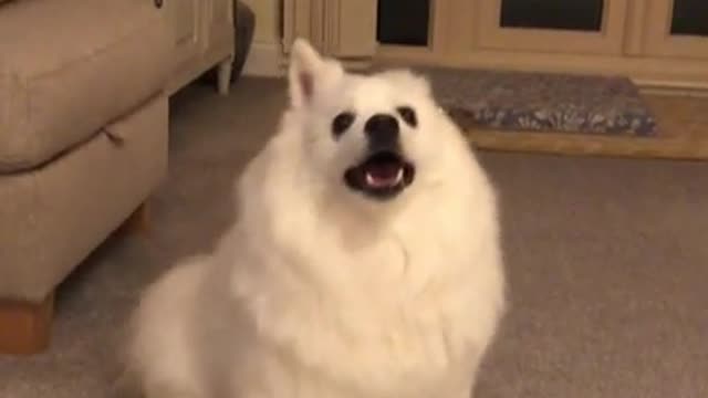 Try Not To Laugh | The dog’s possessed again - Funny Dog