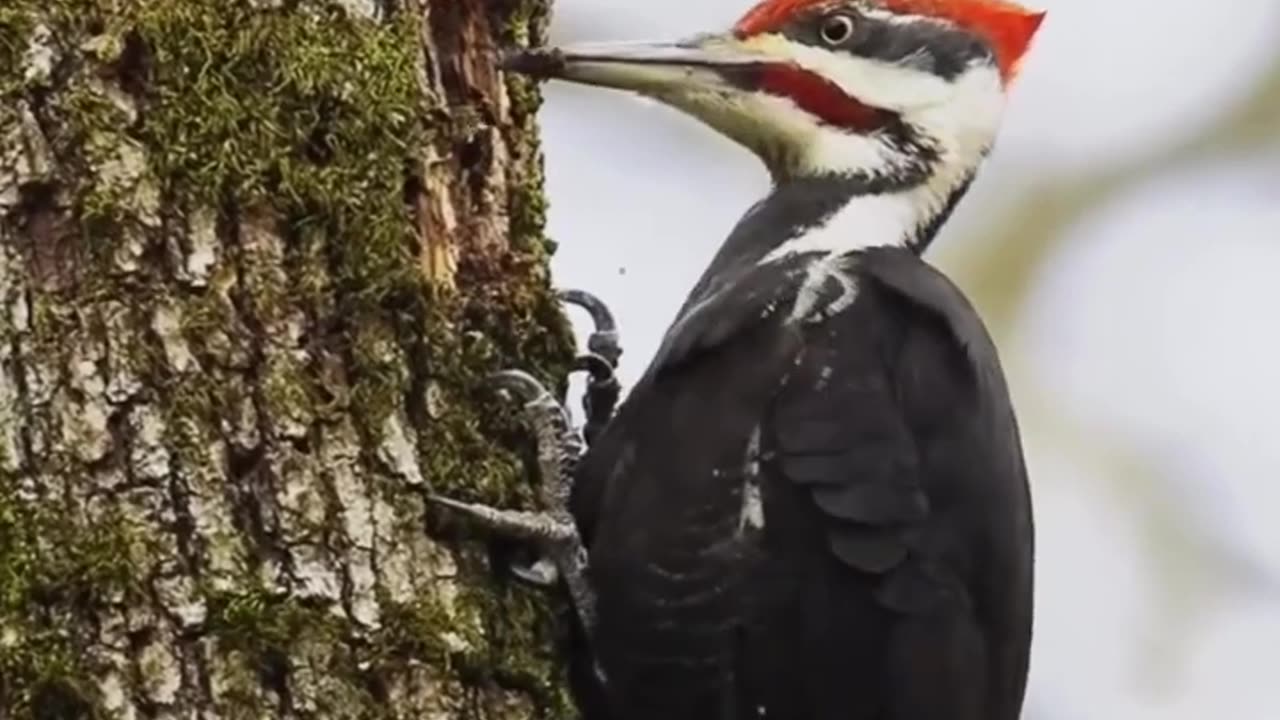 this bird is working so hard to build her house