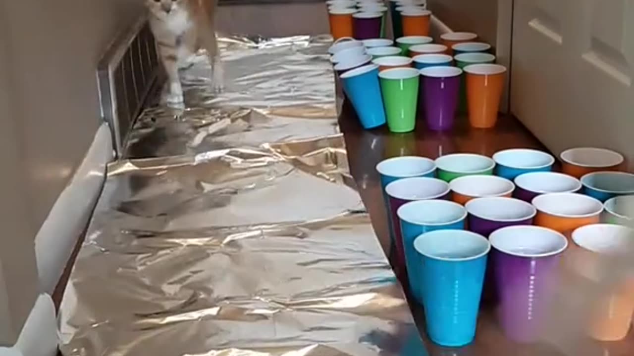 Cats