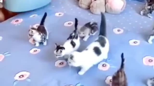 kittens