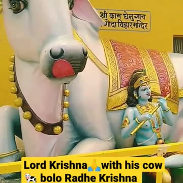 Lord Krishna con la sua mucca Kamadhenu 🐄 DOCUMENTARIO La mucca celeste madre di tutte le MUCCHE.è una bovina divina descritta nell'induismo come la madre di tutte le MUCCHE.é la mucca celeste a Goloka di Lord Vishnu o Krishna nell'induismo