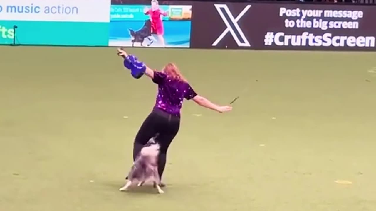 TALENTED PUP ~HEELWORK TO MUSIC ROUTINE WINNER OF THE NATIONAL FREESTYLE