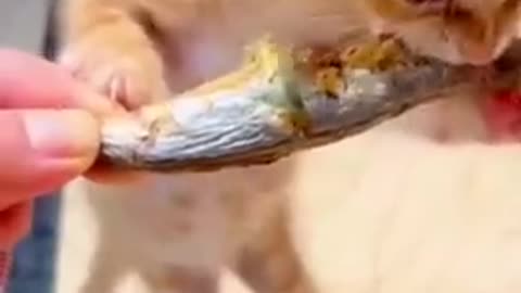 Cat video
