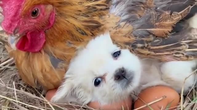 It's cold. The dog asks the mother chicken to keep warm!#animal#funny#cute#foryou