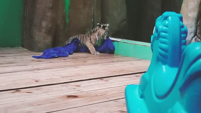 The baby tiger is eating a blue towel