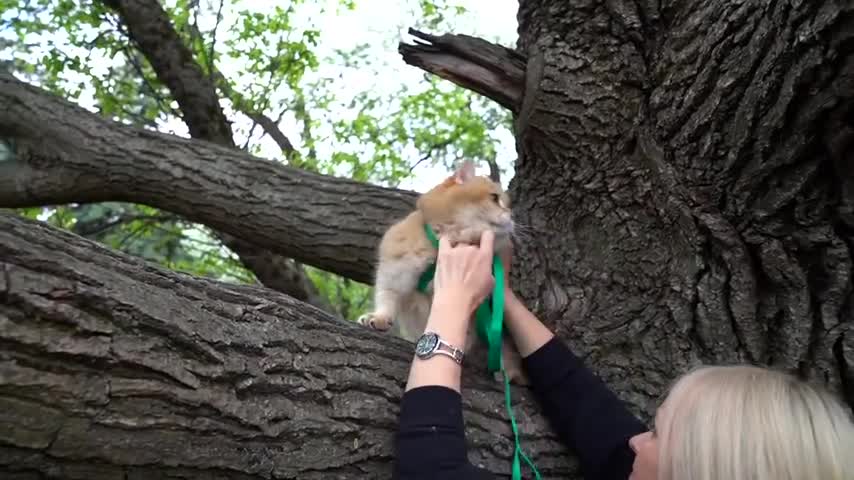 Hosico and tress