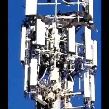 Holy sh#t literally dead birds on a cell tower