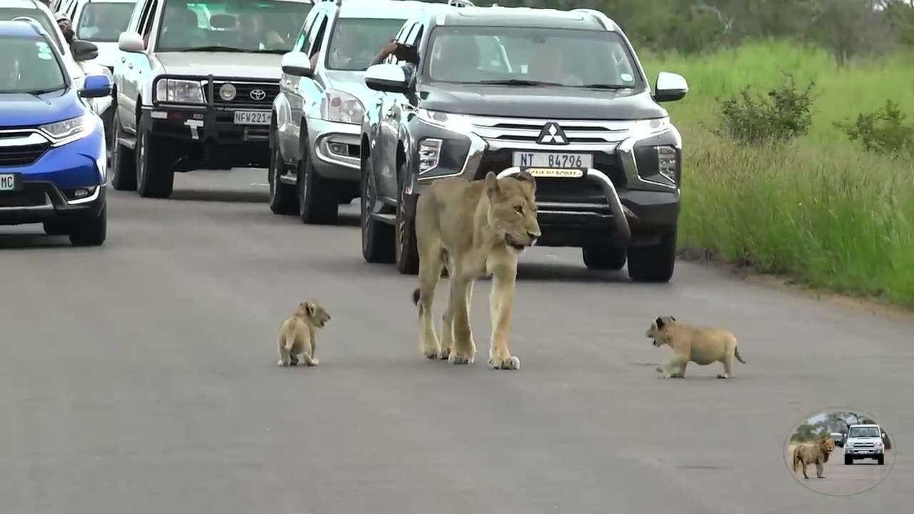 Newborn Lion Cub Try To Hide From Nasty Lioness Under A Car