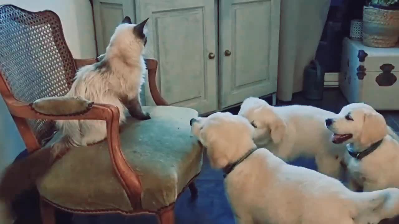 Cat funny video😂😜