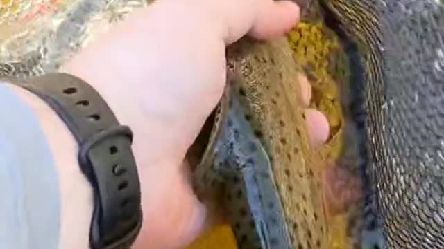 What's your go to fly