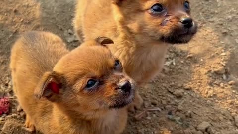 two puppy stared at hidden puppy in a trunk