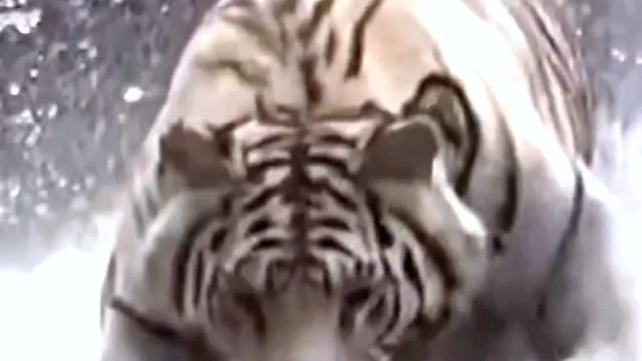 Massive tiger loves to play with his owner.