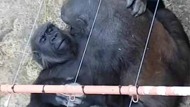 Gorillas busy in making out love