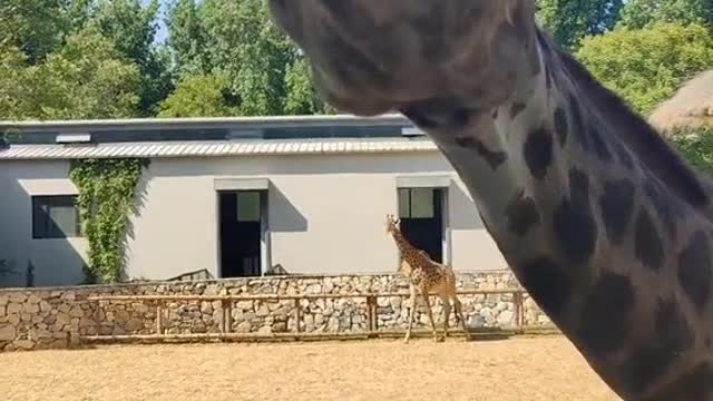 The gluttonous giraffe