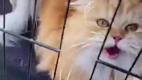 Amazing cat 🐈 trending video