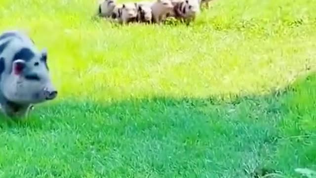Awww. so cute! Oh oh..the beebees are coming g!!