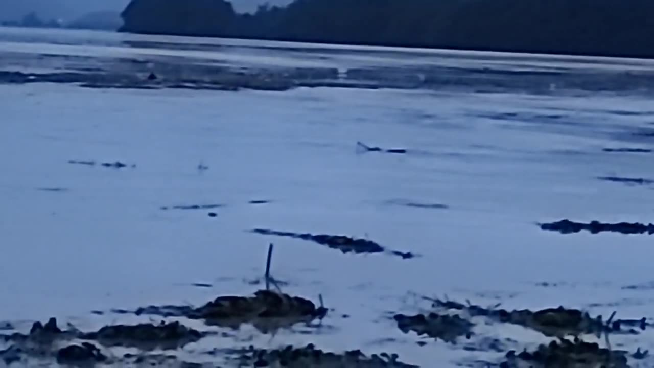 20200803_V3_S01(hKUWMcTuv_M)폭우로 남한강물에 떠내려온 오리 4형제를 양수리 두물머리에서 만나다