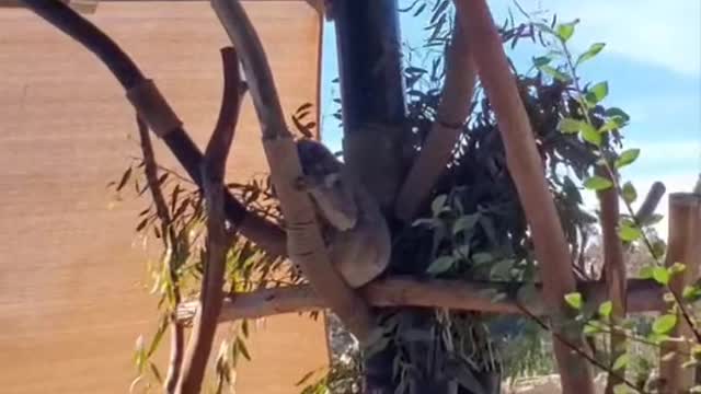 Cute Koala Itches its Ear like a Dog