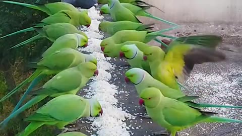 How to attract Parrots to your balcony | #shorts #parrots