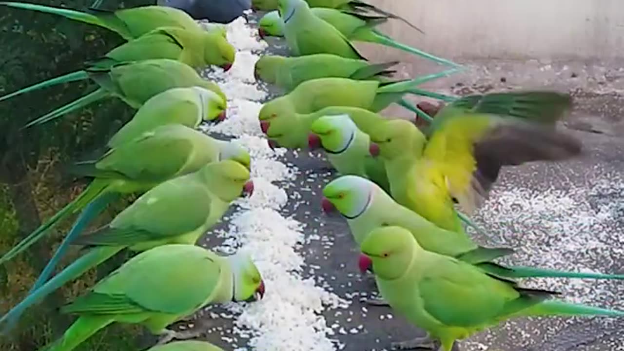 How to attract Parrots to your balcony | #shorts #parrots