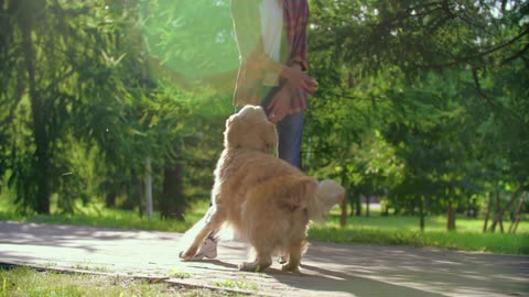 Dog play with ball