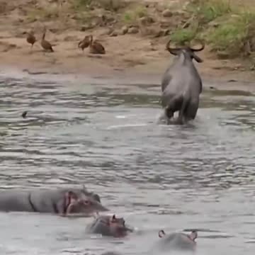 SAVED BY HIPPOS 😱😱😱😱😱