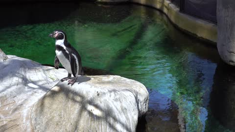 CatTV: Cleaning Penguin