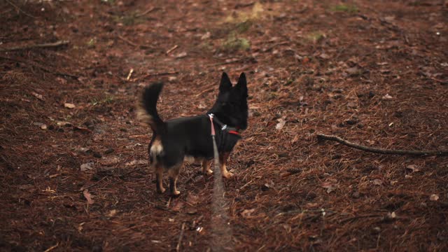 Funny dog 🐶 body shaking videos 🤣