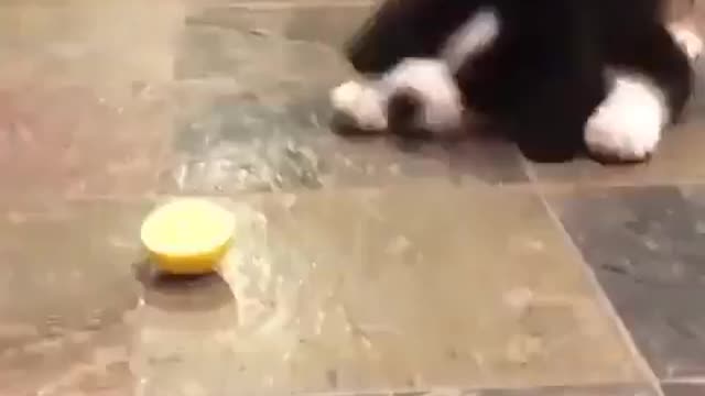 PUPPY´S REACTION IS SO CUTE.