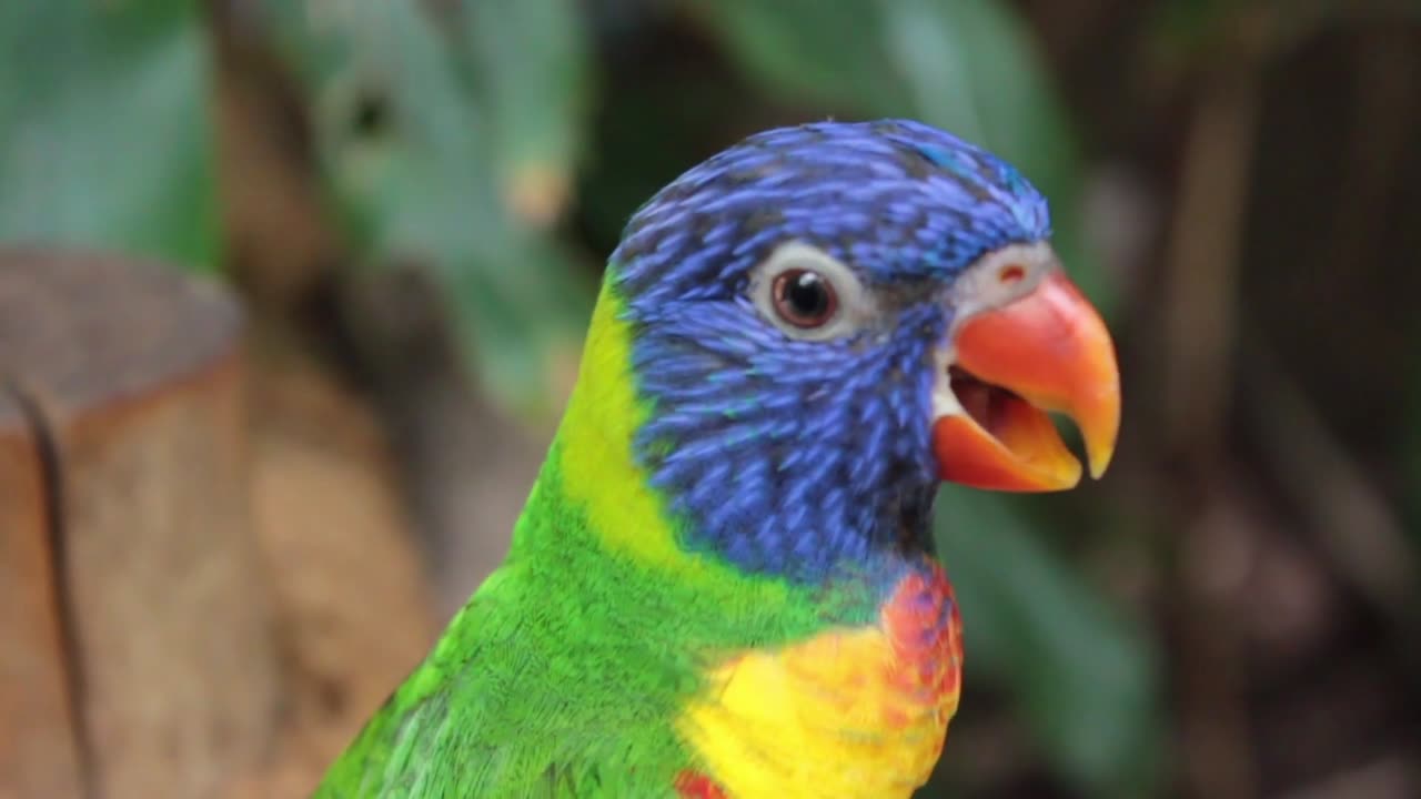 Beautiful parrot