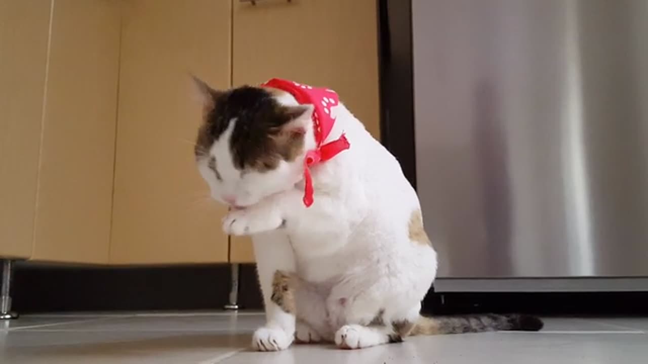 Funny cat