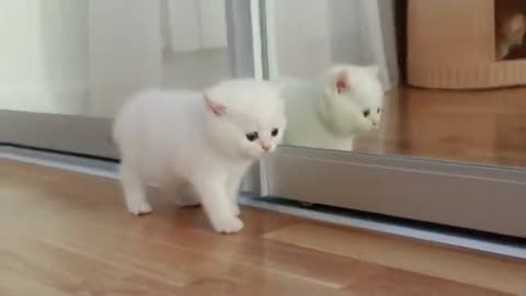 Funny cat
