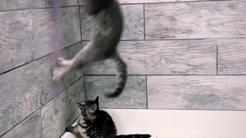 Funny Cats Compilation (Most Popular)