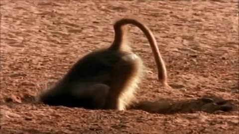 Crazy Monkeys Attacks Leopard Family - Crocodile King Goes Ashore To Hunt Monkey Family