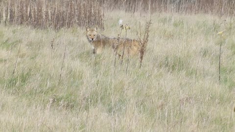 Encounter With A Chicago Coyote