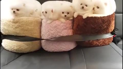 AirPod Case Dog