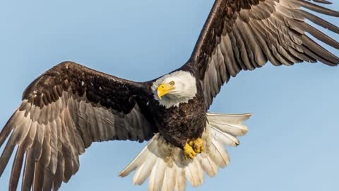 BALD EAGLE VS GOLDEN EAGLE - Which is more powerfull?