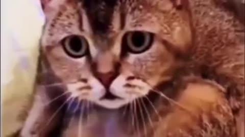 Cat surprised to see the rat bathing in the bathtub #shorts #viral #shortsvideo #video