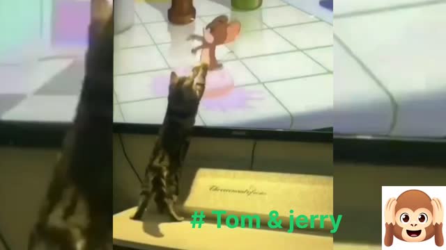 Funny cat videos # real tom cat. Trying catch jerry