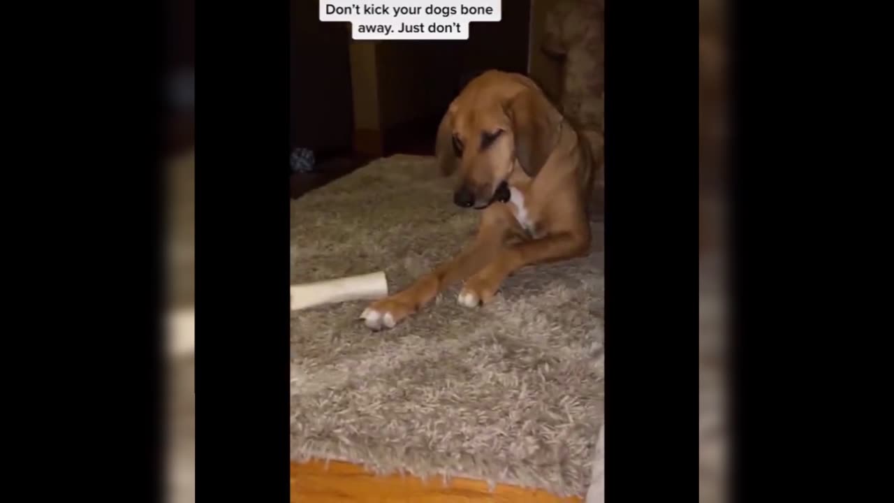 Funny animals. Funny animals compilations